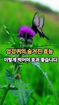 Everything about milk thistle at a glance, from benefits and consumption methods to precautions! ...