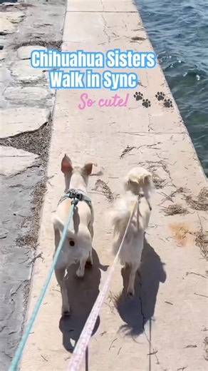Chihuahuas Walk in Sync 🐾 🐾 #chihuahua #puppy #cutedogs #cutepets
