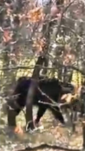 The Boar #hunting #wildlife #wildernessseason #bowhunting