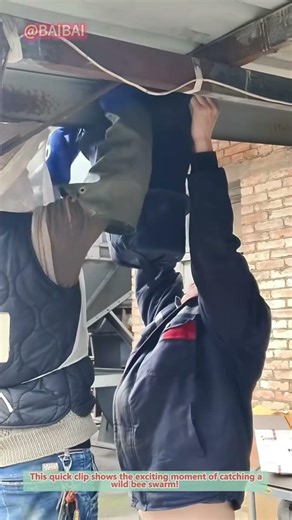 How to Catch a Bee Swarm with a Net