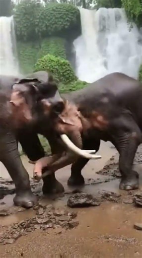 Elephants Clash in a Jungle Waterfall Fight 🐘💥#wildanimals #shortsfeed