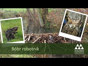 Z życia bobra