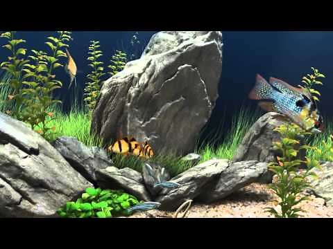 3D Fish Tank Aquarium