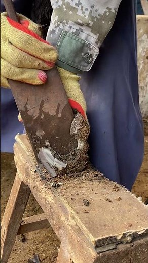 Treating donkey hoof disease - Trimming donkey hooves