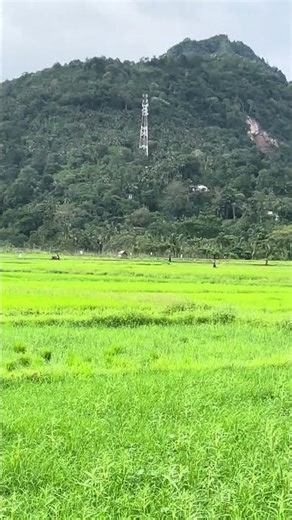 Life in the tropical mountains