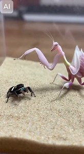 Speed, precision, and agility in action! Watch the Jumping Spider take down the Orchid Mantis in an intense 15-second showdown. ⚡ #JumpingSpider #OrchidMantis #ArthropodBattle #NatureInAction #WildlifeFight #InsectWars #RawNature #EpicShowdown #PredatorVsPrey #LightningStrike This video generated with AI | Golden moments