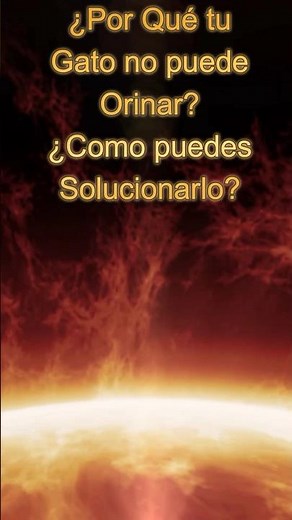 ¿PORQUE TÚ GATO NO PUEDE ORINAR? ¿COMO SOLUCIONARLO?
