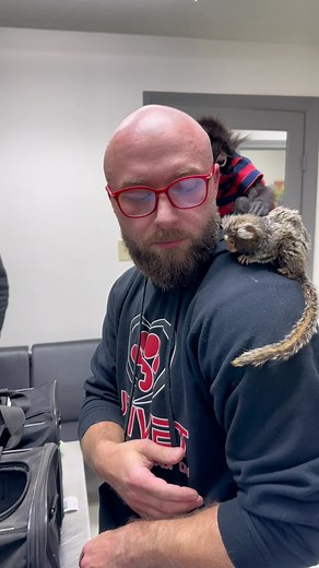 Meet King Louie: A Monkey in the Vet's Office