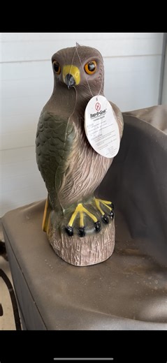 Watch Hawk decoy review on Amazon Live