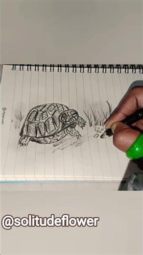 Easy Turtle Sketch | Realistic Turtle Drawing with HB & 8B Pencil | Beginner to Advanced Tutorial”