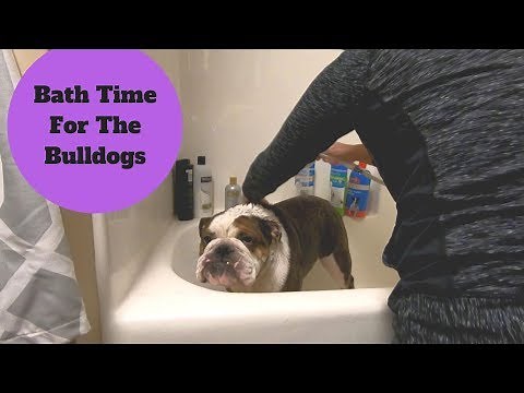 Tips and Tricks on Bathing/Grooming English Bulldogs