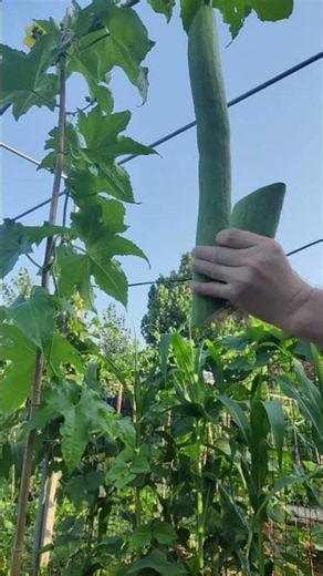 harvesting vegetables from the plant #vegetables #harvest