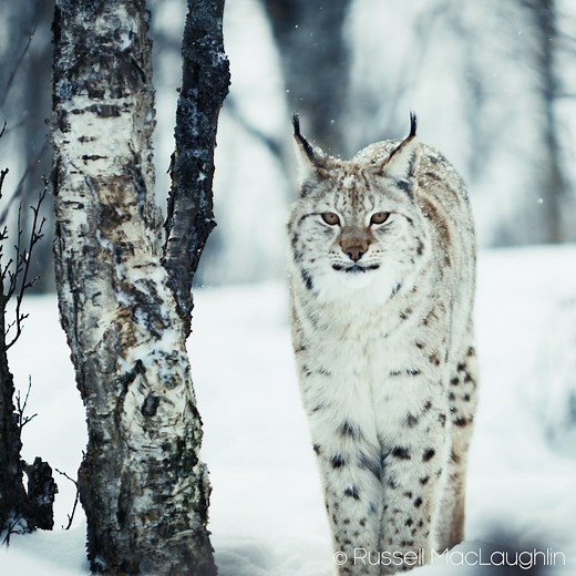 You never know what’s coming around the corner 👁️ The Eurasian lynx survives harsh winters with its dense, camouflaged coat and snowshoe-like paws. To adapt to the changing seasons, their coats turn reddish-brown during the summer months. These solitary cats are prolific nocturnal hunters, with exceptional hearing and sharp eyesight - they are able to identify a mouse 250 feet away! #EarthCapture by Russell MacLaughlin | BBC Earth