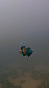 Yellowbar angelfish The largest angelfish in the Red Sea, reaching 50 cm in length. The livery is electric blue with a wide yellow field, elongated vertically on the sides. The dorsal and anal fins are washed down with long