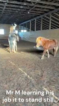 Miss A Learning to Pony Day 1