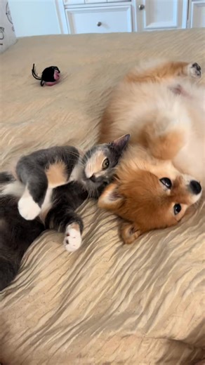 5 month update on the Goose 🪿 #funnymemes #pomeranian #memes #dogmemesdaily #dogmeme | Lola