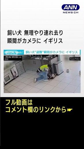 飼い犬“盗難”瞬間がカメラに イギリス #shorts