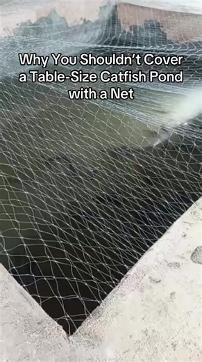 Covering a table-size pond with a net may seem protective, but it often creates more problems than it solves. First, nets reduce airflow and light. In small ponds, this can lower oxygen levels, especially at night, stressing the fish and slowing growth. Second, nets trap heat. Table ponds heat up fast, and a net can increase water temperature, leading to poor feeding response and sudden mortalities. Third, nets collect dirt and waste. Leaves, feed dust, and debris fall on the net and wash back i
