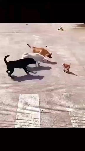 Exploring Animal Play: Diverse Behaviors and Interactions