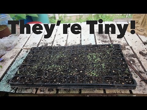 Growing Tobacco Pt. 2: Caring for Tobacco Seedlings