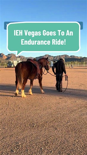 Vegas is a 4yo mustang from Roberts Mtn HMA in NV. This was his first real away trip. Sooo proud of how he handled so many people, dogs, noise, cars, so many things! Grateful to @CanyonStateHorsemanship and her seasoned mare Khali to be a superb buddy horse for Vegas and for grabbing a bunch of videos for us! HIGHLY recommend the Tonto Twist for anyone wanting to try endurance. Absolutely well run event and incredibly helpful organizers. Stay tuned for Day 3 update coming later! #tontotwist #end