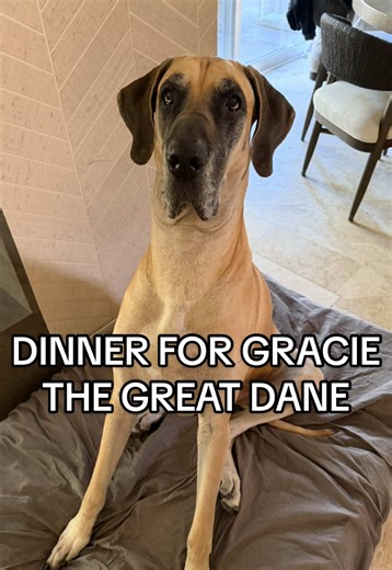 POV: your pet sitter makes dinner with love 🐶💗 Gracie the Great Dane edition. 👉 Book trusted, in-home pet care with Bella Paws OC #OCPetCare #greatdane #petsitter #orangecounty #dogwalker