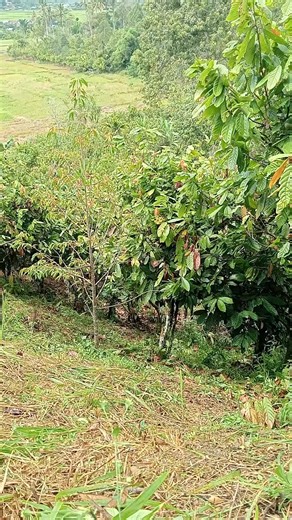 Rizky Surya Dharma EQ | Sore hari dikebun😁. @sorotan | Instagram