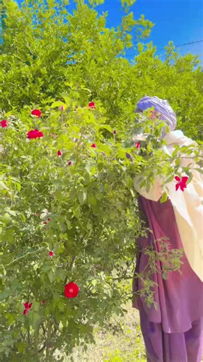 akmalraja405 (@akmalraja4051)’s videos with original sound - user28134086883