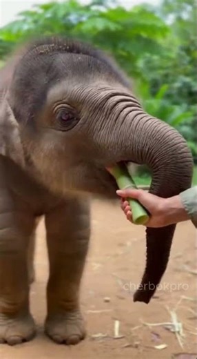 [ASMR] feeding baby elephant #asmr