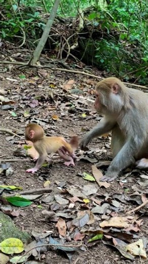 The baby monkey learning to walk #monkey #animals #monkeylife