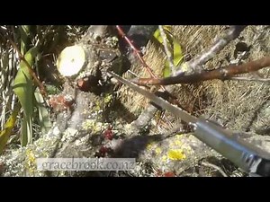 Pruning a mature apricot