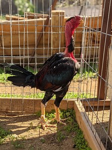 NavasRanch