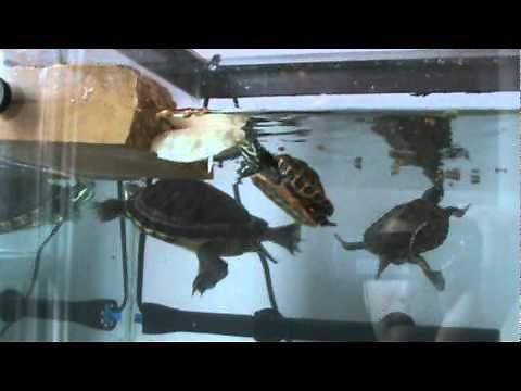 Feeding Aquatic Turtles