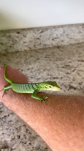 35K views · 535 reactions | Beautiful captive born baby green tree monitor 年 | Southern Reptiles | Facebook