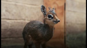 ディクディクの赤ちゃん、英動物園ですくすく - BBCニュース