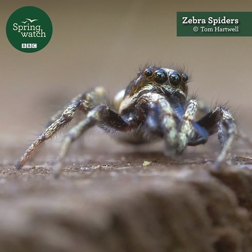 This zebra spider has all the right moves 🕷 #Springwatch Narration and filming by Tom Hartwell - Wildlife Filmmaker | BBC Springwatch