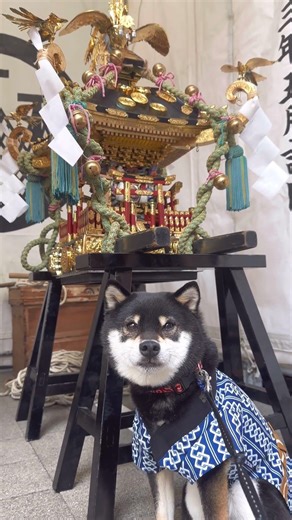 三社祭と豆柴【柴犬】#shorts