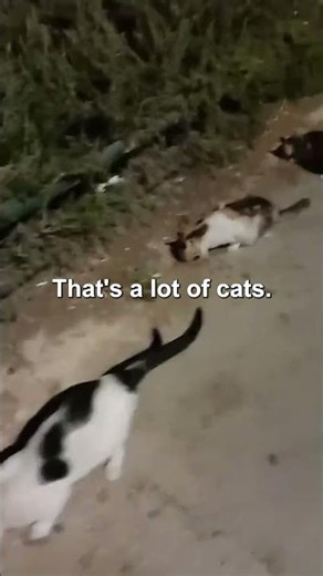 Taking care of stray cats 🐱❤️