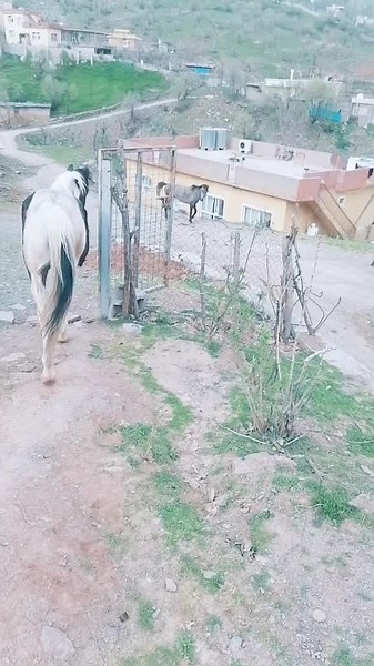 Playful Horses in a Rural Setting