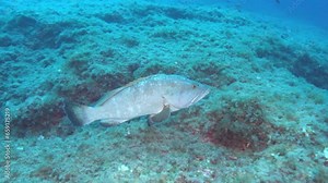 Big grouper fish - Mediterranean Sea marine life