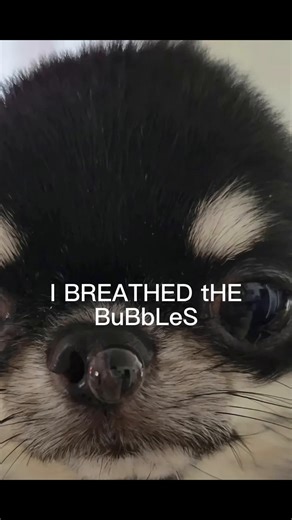 Adorable and Funny Dog Moments with CapCut