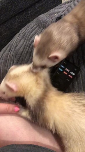 Understanding False Pregnancy in Ferrets