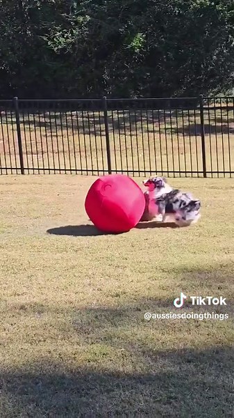 Herding Ball for Dogs - Dog Exercise Ball for Herding Breeds