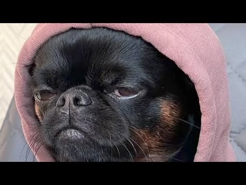 Viral call Recording |memes|comedy| Incoming Call Calling Hack Reelcall recordingcalling #funny #