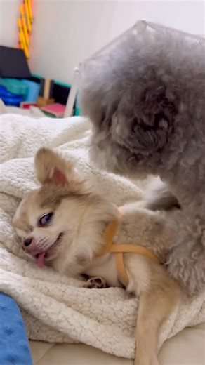 달누_자연식 하는 수의대생 on Instagram: "생각보다 많은 사랑 관심 감사합니다🙌 스토리에는 자주 올렸었는데 이렇게 인기 많을 줄 몰랐어요 그냥 2개월 때부터 피곤한 얼굴의 치와와 입니다~ 먹을 때 빼곤 저 표정이에요 하루종일 하는 것도 아니고 길어야 1-20분 조르다가 자니까 걱정 말아주세요!!! 애들 관계 아주 좋고 문제될 것 없어요! 저희집 애들 꾸준히 본 사람이면 더 잘 알거예요~ 마운팅은 성적인 의미가 아니고 놀이 + 흥분 완화 (항상 밥먹은 이후 함) 루틴으로 굳어져서 우리집 애들끼리는 냅둡니다 5년째 저걸로 한번도 싸운적 없어요 ------ 요청 있어서 릴스 박제 합니댜 배고프면 반대됨ㅋㅋㅋㅋㅋㅋㅋㅋ 해달이갘ㅋㅋㅋ 아스터 다 뜯어버림ㅋㅋㅋㅋㅋㅋㅋㅋ 배부르고 귀찮아서 누어있는 것ㅋㅋㅋㅋ 3-4년째 ㅇㅈㄹ인데 그냥 전용 효자손으로 아는가 싶음,, 그리고 치와와 성질머리 있어서 아스터는 한번도 해달이 못 이겨봄ㅋㅋㅋㅋㅋ 영상 후반부에 나오듯 꼬라보면 날라가고 화내면