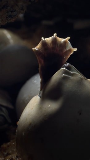 Animal parents must overcome freshwater’s constant changes. A frog dad scales giant Amazonian trees with tadpoles on his back, while an elephant mom must choose between the safety of her baby and the quest for water and food. | Cascade PBS