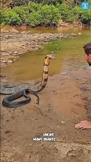 You Won’t Believe How Smart This Snake Is! #facts #animals #wildlife
