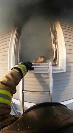 Fire fighter saves cat and dog🥹🥹 #animal #firefighter #cat #dog