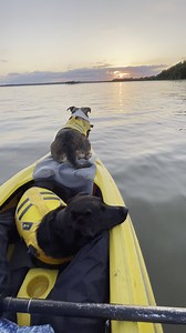 Kayak dogs enjoying the sunset = spring mood board. | Sierra