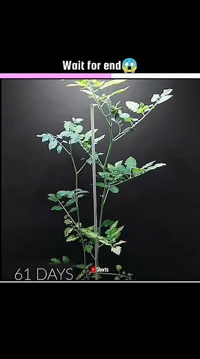 Tomato Plant Transform from Flower to Fruit Time-lapse #shorts #timelapse